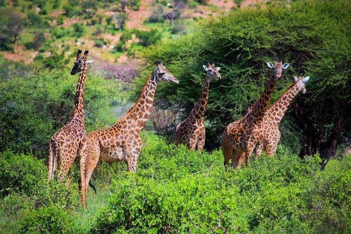 Masai Mara National Reserve Private Day Tour