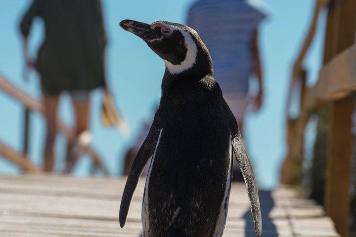 Wonderful Punta Tombo Penguin Rookery Tour for Cruise Passengers