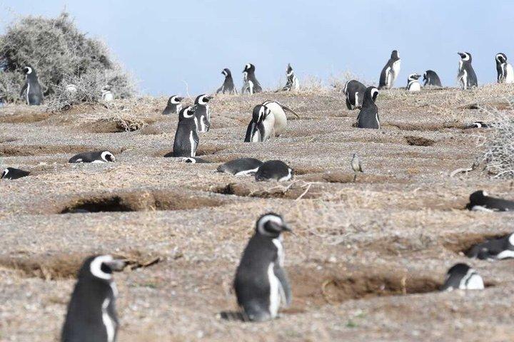 Wonderful Punta Tombo Penguin Rookery Tour for Cruise Passengers