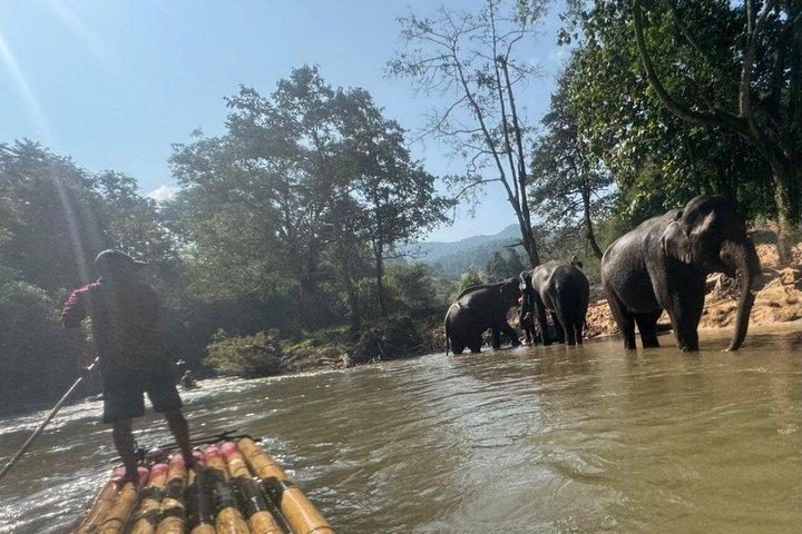Elephant Sightings , Bamboo Rafting Through The Jungle, Swimming In a Waterfall