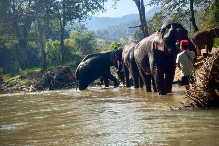 Elephant Sightings , Bamboo Rafting Through The Jungle, Swimming In a Waterfall