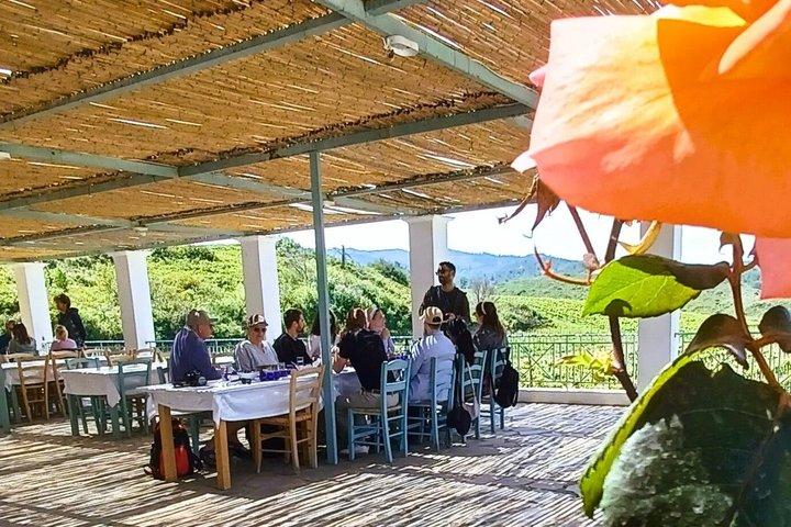 Olives & Olive Oil Tasting + Wine tasting (3 in 1 Experience!)