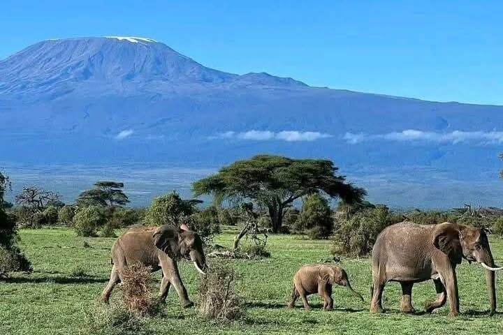 4 Day Amboseli National Park Safari from Nairobi