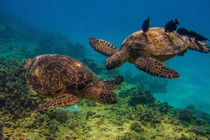 Waikiki Turtle Snorkeling Tour 6 Activities + & Sunset Cruise