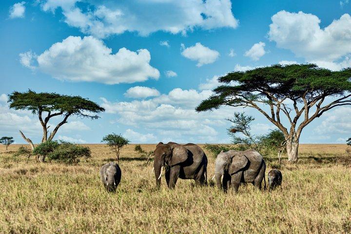 8 Day Serengeti Adventure