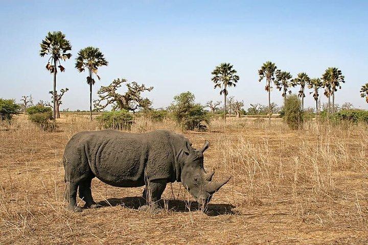 Safari in Bandia