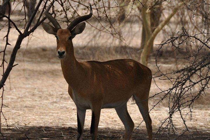 Safari in Bandia