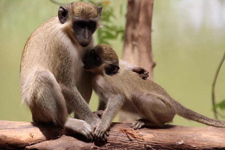 Safari in Bandia