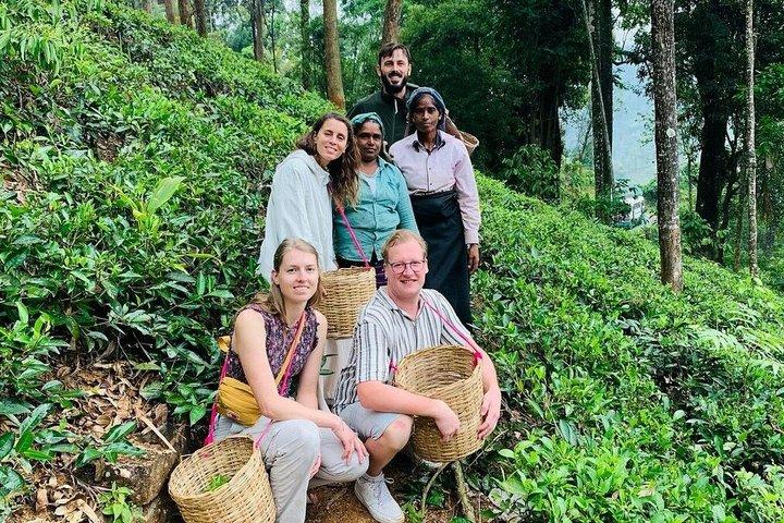 Greenwood Tea Plantation Tour in Nawalapitiya Sri Lanka