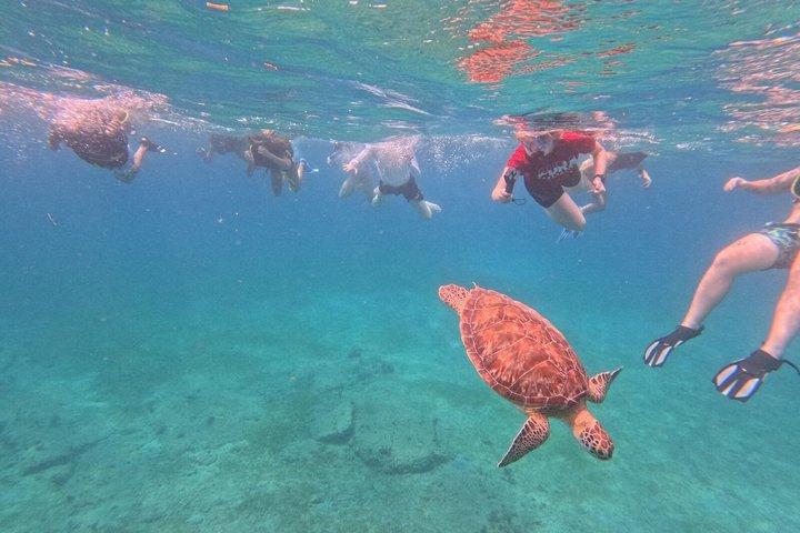 Vieques Turtle & Reef Snorkeling Tour + Snacks & Free Photos