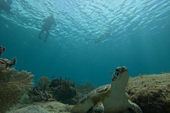 Vieques Turtle & Reef Snorkeling Tour + Snacks & Free Photos
