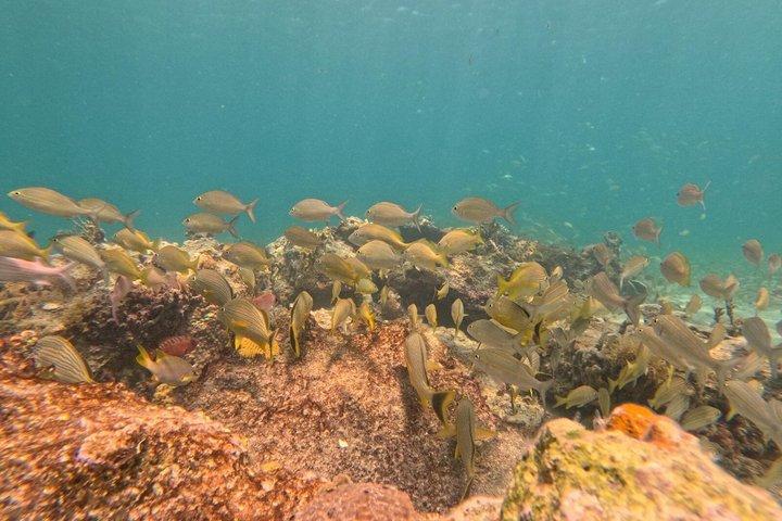 Vieques Turtle & Reef Snorkeling Tour + Snacks & Free Photos