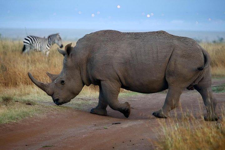 Nairobi National Park & Elephant Orphanage Day Tour with Fees