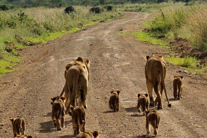 Nairobi National Park Half Day Game Drive With Guide