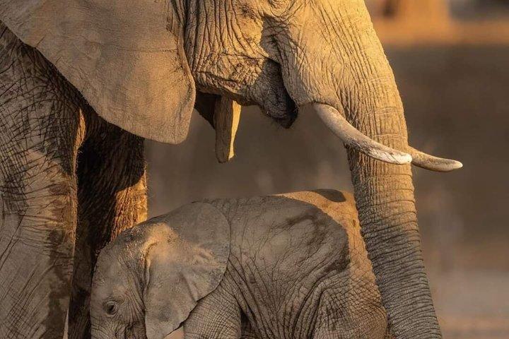 Overnight Amboseli National Park Safari from Nairobi
