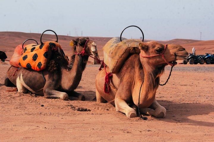 Marrakech Desert Agafay Quad & Camel with dinner & swimming pool