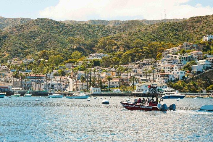 Dolphin and Sea Lion Tour of Catalina Island