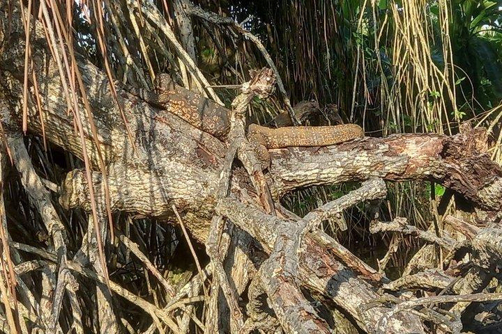 Madu River Catamaran boat Safari with Breakfast
