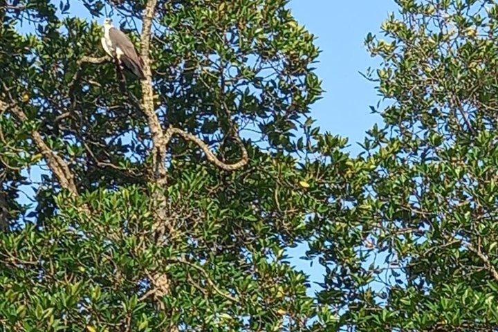 Madu River Catamaran boat Safari with Breakfast