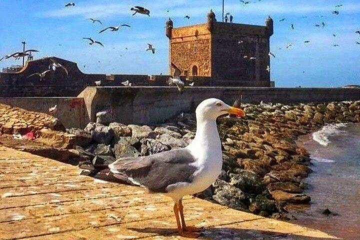 From Marrakech : 1-Day Group Trip To Essaouira