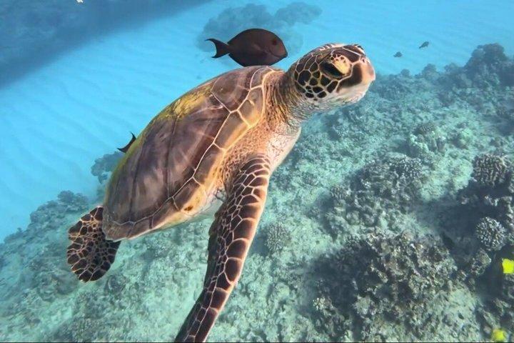 Waikiki Turtle Snorkeling Tour with Free Pickup