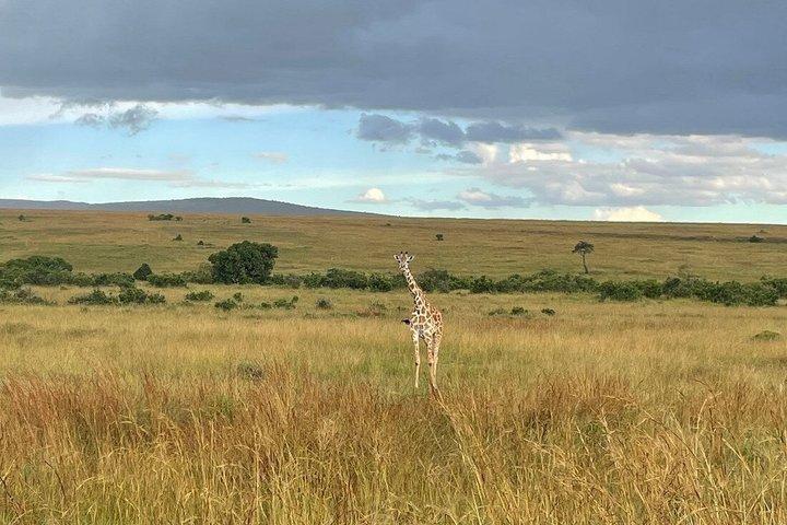 3 Days Masai Mara Budget Private Safari - Classic 4x4 Jeep Tour