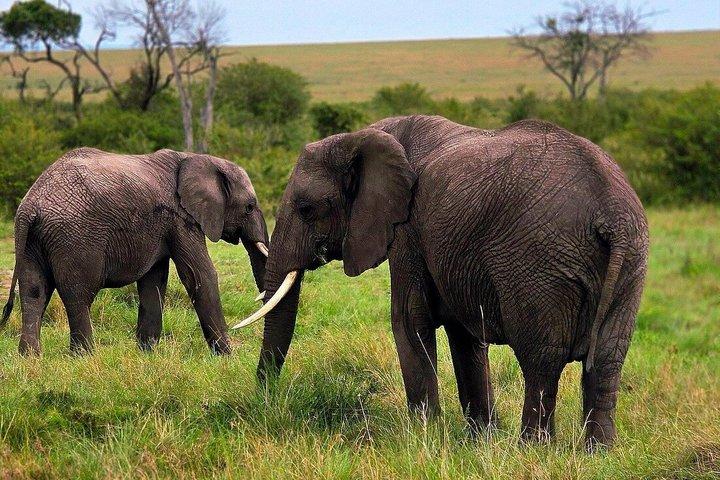 3 Days Masai Mara Budget Private Safari - Classic 4x4 Jeep Tour