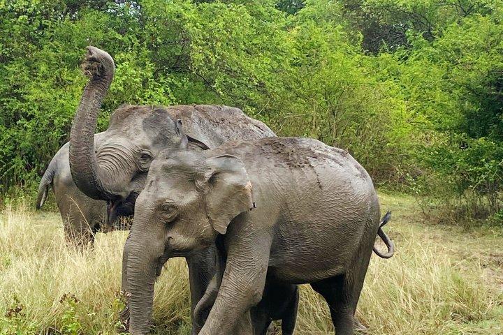 Udawalawe Safari Private Jeep Tour with Experienced Guide