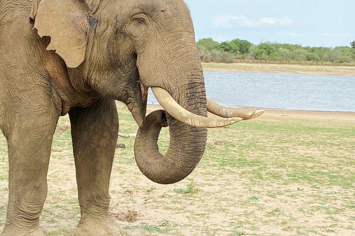 Udawalawe Safari Private Jeep Tour with Experienced Guide
