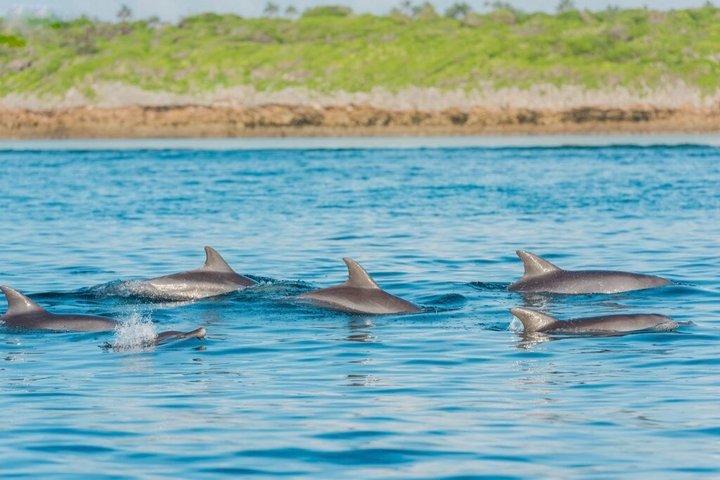 Zanzibar : Dolphin Adventure at Kizimkazi