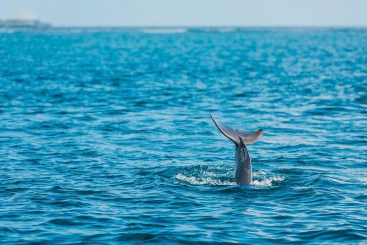 Zanzibar : Dolphin Adventure at Kizimkazi