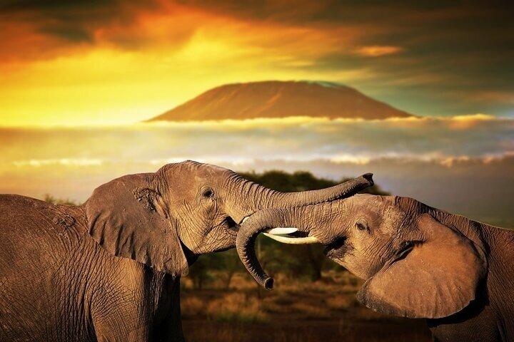 4 Days Wildlife Safari in Amboseli and Tsavo