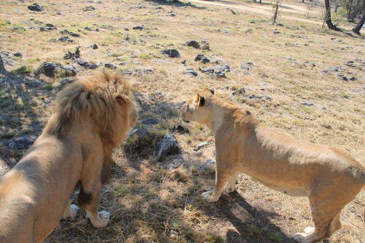 Half-Day Lion Park Safari from Johannesburg