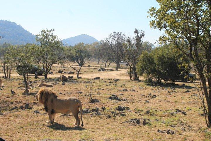Half-Day Lion Park Safari from Johannesburg