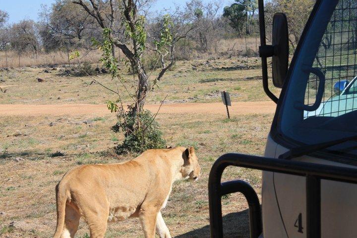 Half-Day Lion Park Safari from Johannesburg