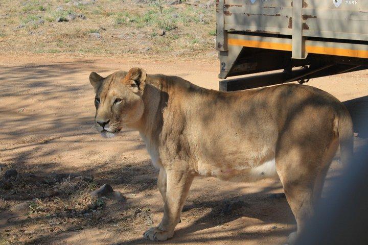 Half-Day Lion Park Safari from Johannesburg