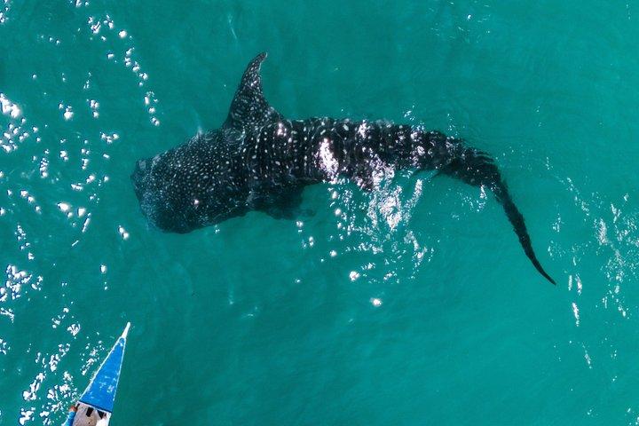 Cebu:Oslob Whaleshark + Tumalog & Sumilon Sandbar (Hotel Pickup)