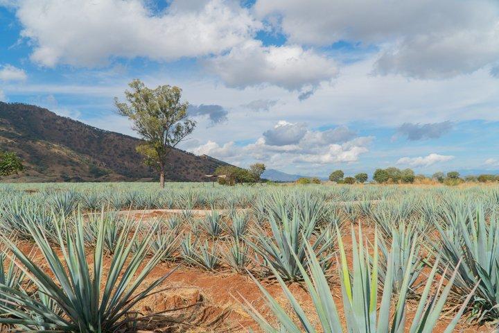 Horseshoe Distillery Tour with Premium Tasting from Guadalajara