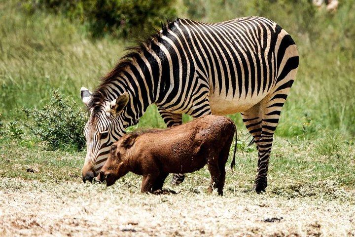 Rhino & Lion Nature Reserve Mini Safari Tour