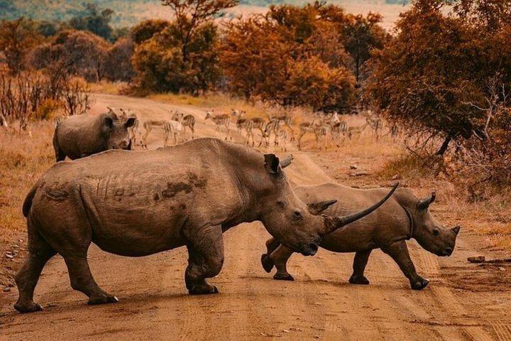 Rhino & Lion Nature Reserve Mini Safari Tour