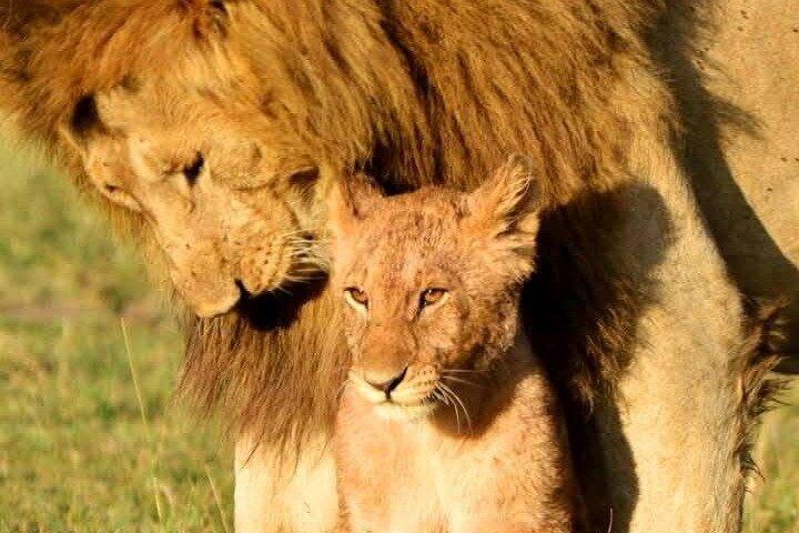 Maasai Mara Thrills 3 Days of Big Five Encounters