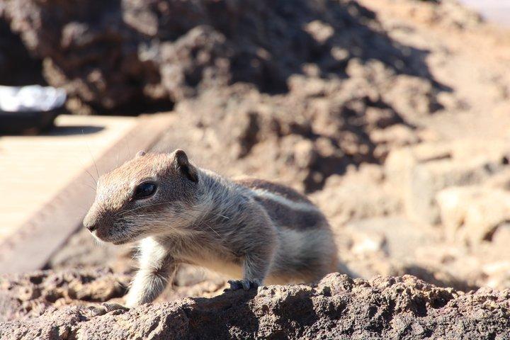 From North Fuerteventura to El Cotillo and Corralejo 4x4 Tour