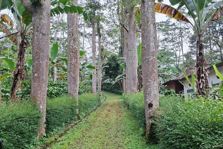 Coffee Plantation Hotel Tour at MesaStila Resort fr Semarang