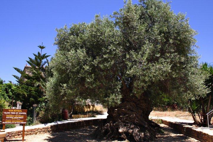 Crete Food & Wine Tour: Olive Oil, Cheese & Wine Tasting