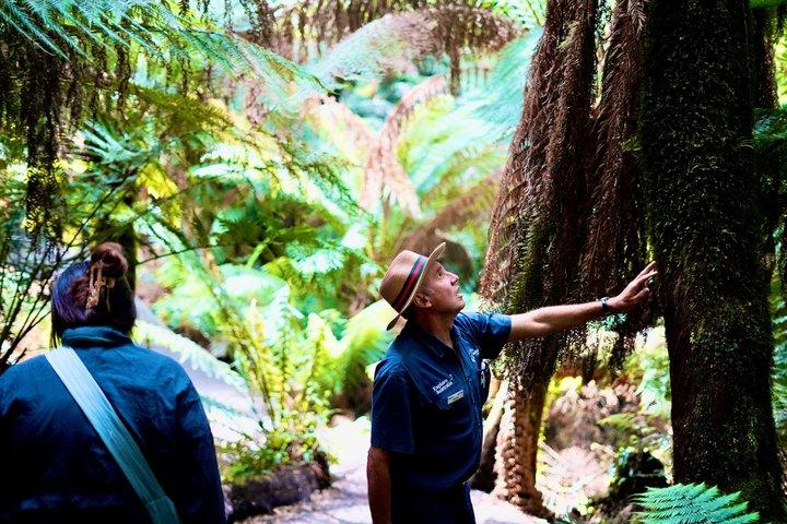 Great Ocean Road & 12 Apostles Small-Group Tour
