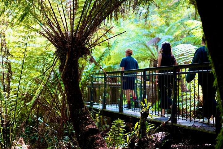 Great Ocean Road & 12 Apostles Small-Group Tour