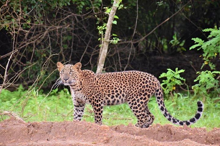 Full Day Safari Tour - Yala National Park (4.30am-6.30pm) private