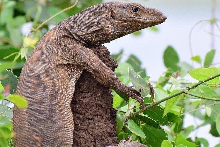 Full Day Safari Tour - Yala National Park (4.30am-6.30pm) private