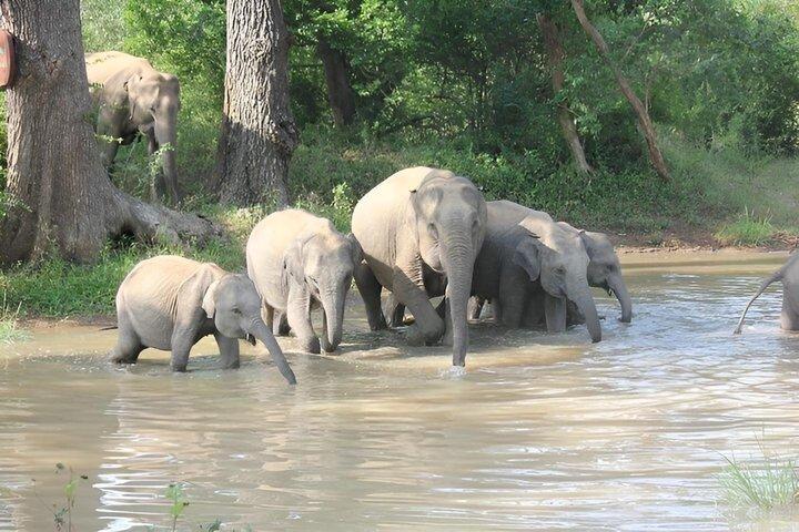 Full Day Safari Tour - Yala National Park (4.30am-6.30pm) private