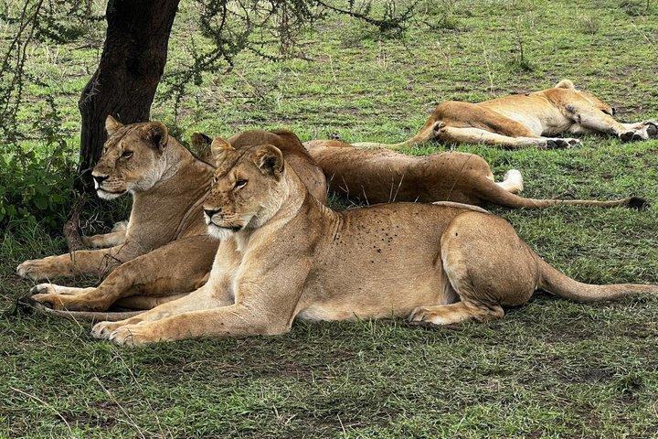 10 days Great Migration Serengeti Ngorongoro and Culture